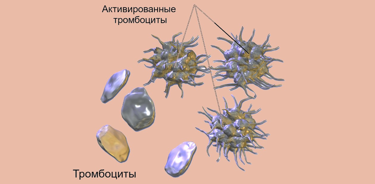 Тромбоциты могут находиться в двух функциональных состояниях: инактивированном (состоянии покоя) и активированном. Активация происходит при повреждении сосуда или под воздействием специальных веществ. © CC BY 3.0/ BruceBlaus