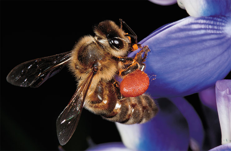 Bees are almost as capable of distinguishing the polarization of light as its wavelength (color) and brightness. The photo shows a honey bee (Apis mellifera) on a lupine. On the bee’s hind legs, one can see a pollen pellet, i. e., a lump of flower pollen collected by the insect 