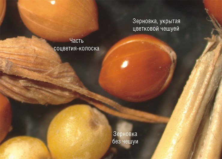 Типичные плоды проса