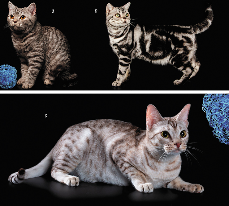 The Тa (Tabby) gene ensures the alternation of light and dark zones on the surface of an animal’s body. The normally functioning Ta gene forms the tiger stripes of the mackerel coat (a). Mutations in Та cause the development of the blotched pattern (b). Modifier genes split stripes into spots (c). a – © angel_s20 – stock.adobe.com; b – © Aleksand Volchanskiy – stock.adobe.com; c – Owner: E. Malysheva. Candidu et Malysheva cattery (Chelyabinsk) The Тa (Tabby) gene ensures the alternation of light and dark zones on the surface of an animal’s body. The normally functioning Ta gene forms the tiger stripes of the mackerel coat (a). Mutations in Та cause the development of the blotched pattern (b). Modifier genes split stripes into spots (c). a – © angel_s20 – stock.adobe.com; b – © Aleksand Volchanskiy – stock.adobe.com; c – Owner: E. Malysheva. Candidu et Malysheva cattery (Chelyabinsk)