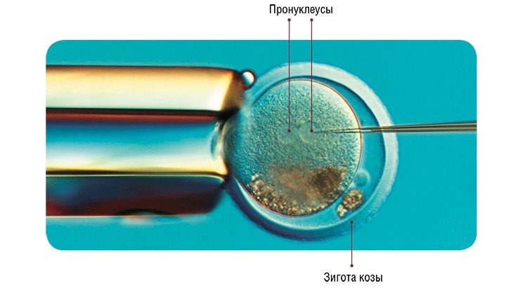 Момент микроинъекции рекомбинатной ДНК в мужской пронуклеус зиготы козы