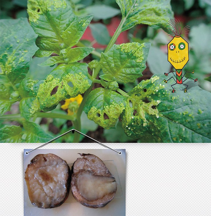 The universally popular potatoes are prone to a wide range of bacterial diseases. Above: potatoes affected by blackleg, which is caused by the bacterium Dickeya solani; bottom: tubers affected by soft rot, which is caused by the bacterium Pectobacterium carotovorum subsp. carotovorum The universally popular potatoes are prone to a wide range of bacterial diseases. Above: potatoes affected by blackleg, which is caused by the bacterium Dickeya solani; bottom: tubers affected by soft rot, which is caused by the bacterium Pectobacterium carotovorum subsp. carotovorum