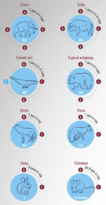 Чем интенсивнее размножаются животные, тем меньше они живут. Эту особенность связывают в том числе с эволюционной стратегией вида. Одна из них характеризуется относительно низкой плодовитостью, медленным развитием потомства и невысокой смертностью. Эта стратегия присуща крупным животным, численность которых достаточно стабильна. На другом полюсе – высокая скорость размножения, большое число потомков и высокая смертность. Такая стратегия характерна для мелких животных