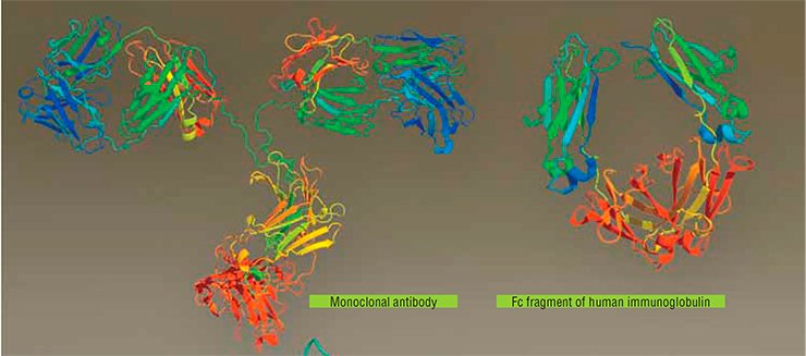 The so-called biological therapeutics targeted against proinflammatory cytokines (in particular, tumor necrosis factor) are designed for treating autoimmune diseases. The examples are Infliximab and Adalimumab, constructed using human monoclonal antibodies, and Etanercept, a chimeric protein comprising the TNF-binding portion of cell receptors and a fragment of human immunoglobulin. These drugs have been approved for treating rheumatoid arthritis, psoriasis, psoriatic arthritis, Crohn’s disease, and ulcerative colitis