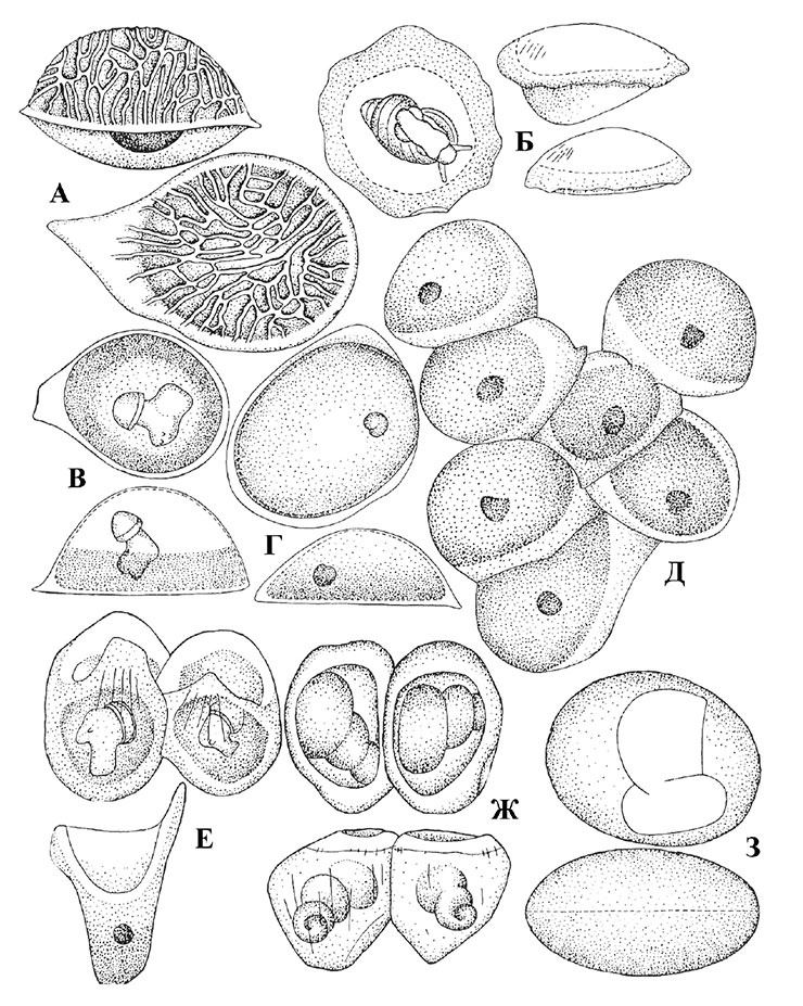 Яйца байкалиид: А – Maackia bythiniopsis; Б – Teratobaikalia ciliate; В – Pseudobaikalia zachwatkini; Г – Liobaicalia stiedae; Д – Parabaikalia oviformis; Е – Baicalia turriformis; Ж – B. dybowskiana; З – Teratobaikalia macrostoma (Sitnikova et al., 2001) Яйца байкалиид: А – Maackia bythiniopsis; Б – Teratobaikalia ciliate; В – Pseudobaikalia zachwatkini; Г – Liobaicalia stiedae; Д – Parabaikalia oviformis; Е – Baicalia turriformis; Ж – B. dybowskiana; З – Teratobaikalia macrostoma (Sitnikova et al., 2001)