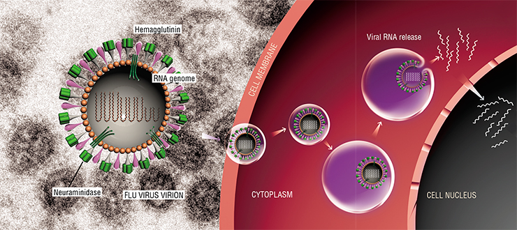 The surface of the viral lipid envelope carries two types of glycoproteins – hemagglutinins and neuraminidase. The viral particle attaches to the cell by forming a complex between the hemagglutinin molecules and sialic acid on the cell surface, and then enters the cell through a process known as endocytosis – invagination of the membrane and formation of bubbles. The viral RNA is released from the formed vesicles when the pH value inside them drops to 5.0. As the result, the viral membrane merges with the endosomal membrane, releasing the genetic material, which enters the cell nucleus. Based on: (Ryabchikova, 2009) The surface of the viral lipid envelope carries two types of glycoproteins – hemagglutinins and neuraminidase. The viral particle attaches to the cell by forming a complex between the hemagglutinin molecules and sialic acid on the cell surface, and then enters the cell through a process known as endocytosis – invagination of the membrane and formation of bubbles. The viral RNA is released from the formed vesicles when the pH value inside them drops to 5.0. As the result, the viral membrane merges with the endosomal membrane, releasing the genetic material, which enters the cell nucleus. Based on: (Ryabchikova, 2009)