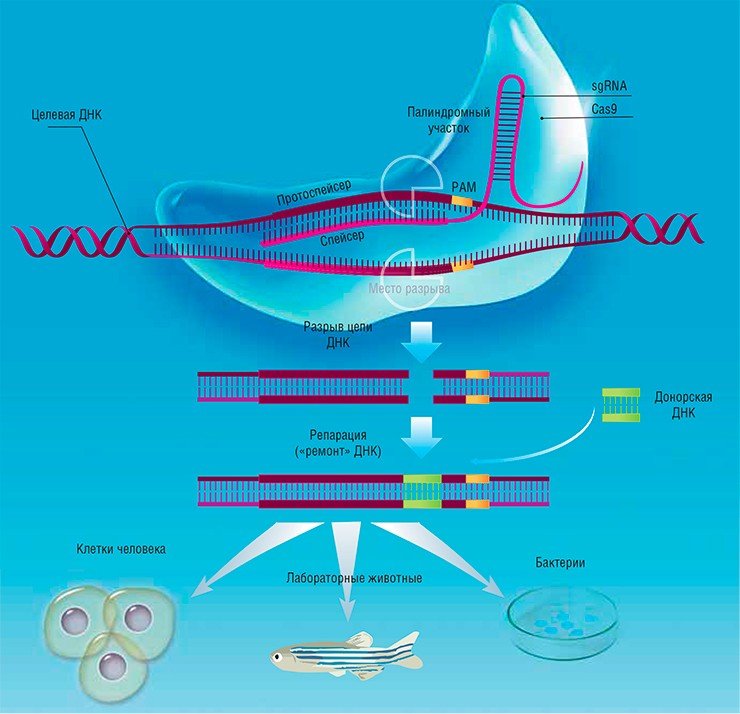 Искусственная система редактирования геномов CRISPR/Cas создана по образу и подобию иммунной системы бактерий, направленной против ДНК бактериофагов. Система состоит из двух основных частей: некодирующей РНК (sgRNA) и белков-ферментов нуклеаз CAS. sgRNA с помощью Cas-белков присоединяется к протоспейсеру – комплементарному участку целевой ДНК. В месте посадки спейсера нуклеаза разрезает цепь ДНК-мишени. При репарации в место разреза возможно встроить любую донорскую молекулу ДНК 