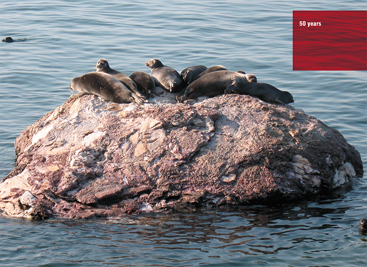 The Baikal seal, an endemic species of the “freshwater ocean”, can live over half a century, should avoid becoming a fur hat. Photo: A. Natyaganova (Irkutsk)