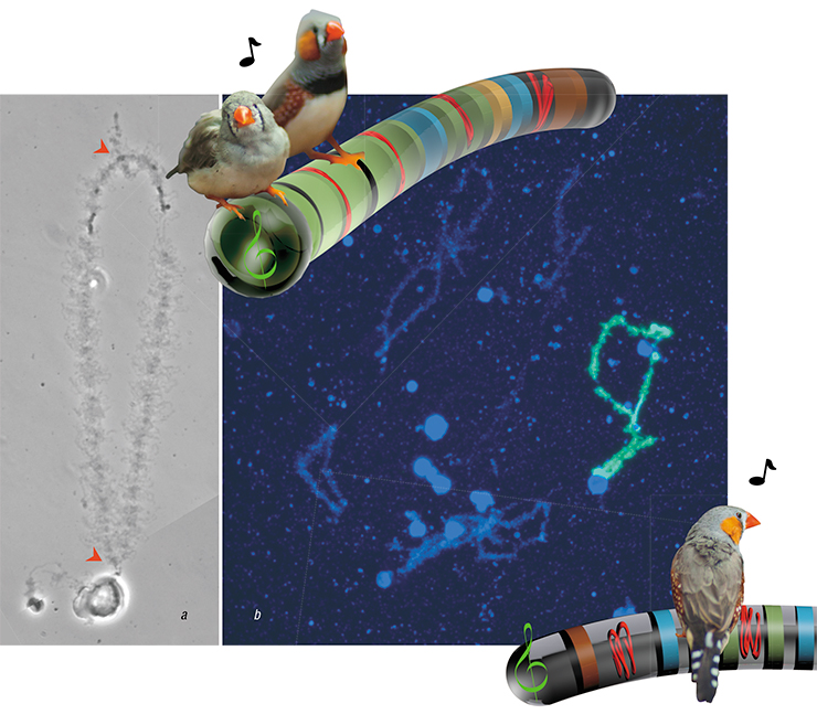 In growing oocytes, the GRC looks like a regular chromosome – two axes of condensed chromatin of homologous chromosomes, with multiple loops stemming from them. There may be two or three chiasms (intersections of chromosomal axes, marking a recombination that happened at an earlier stage) (a). GRC in an oocyte nucleus at the lampbrush stage hybridizes with the GRC DNA probe, producing green fluorescence (b) In growing oocytes, the GRC looks like a regular chromosome – two axes of condensed chromatin of homologous chromosomes, with multiple loops stemming from them. There may be two or three chiasms (intersections of chromosomal axes, marking a recombination that happened at an earlier stage) (a). GRC in an oocyte nucleus at the lampbrush stage hybridizes with the GRC DNA probe, producing green fluorescence (b)