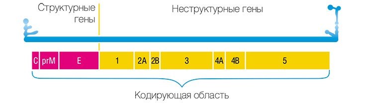 Геном вируса – одноцепочечная линейная молекула РНК с короткими некодирующими областями на концах. Кодирующая область содержит гены структурных белков, входящих в состав самих вирусных частиц, а также белков, необходимых для размножения вируса в клетках хозяина