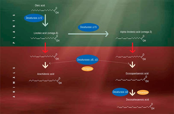 Only plants have the specific enzymes, desaturases, allowing for synthesis of initial polyunsaturated fatty acids of the omega-6 and omega-3 families. Having consumed such acids with food, animals in principle are able to synthesize the corresponding long-chain PUFAs of them. The enzymes extending the carbon chain, elongases, are also involved in this synthesis