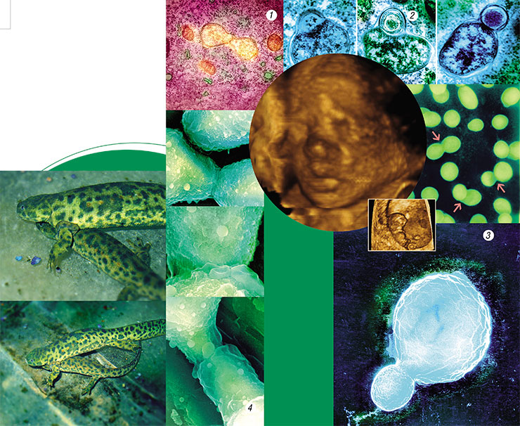 Wolbachia bacteria, intracellular tenants of higher organisms, reproduce in a perfectly prokaryotic way by simple cell division (1) or through spores (2). Photograph by E. Kiseleva. Yeasts are eukaryotes that retain some prokaryotic features. Reproduce by gemmation (3) or by conjugation, parasexual reproduction typical of bacteria (4). Photograph by E. Kiseleva. A love scene: multicellular eukaryotes, Spanish Ribbed Newt Pleurodeles waltl (the female is above). Photograph by V. Kovalev (Vitawater, vitawater.ru). A human child, 7 and 18 weeks of pregnancy. Ultrasonic scanning. Photograph by A. Makhotin (Center of New Medical Technologies in Akademgorodok, Novosibirsk)