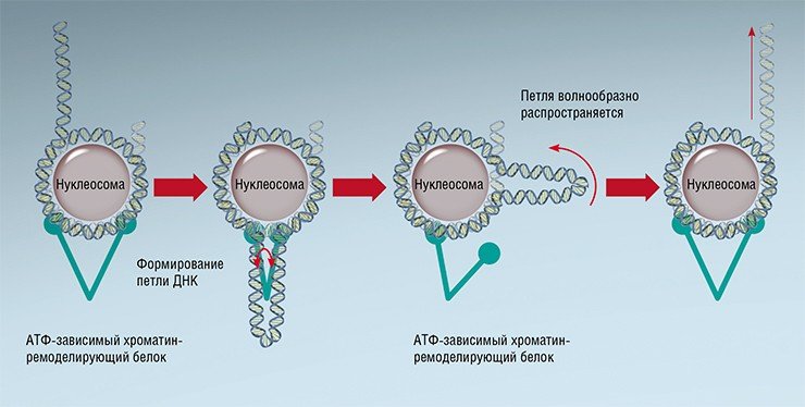 Отрывая от нуклеосомы петлю ДНК, хроматин-ремоделирующий белок обеспечивает изменение пространственного расположения нуклеосомы Отрывая от нуклеосомы петлю ДНК, хроматин-ремоделирующий белок обеспечивает изменение пространственного расположения нуклеосомы