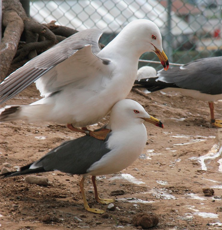 Чернохвостая чайка (Larus crassirostris), Приморье. Фото А. Юрлова Чернохвостая чайка (Larus crassirostris), Приморье. Фото А. Юрлова