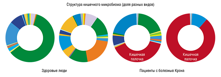 Один из достоверных дисбалансов в микробиоте кишечника при болезни Крона связан с численностью кишечной палочки: у 30–60% таких больных содержание E. coli в кишечнике на один-два порядка выше, чем у здоровых. По: (Gevers et al., 2014)