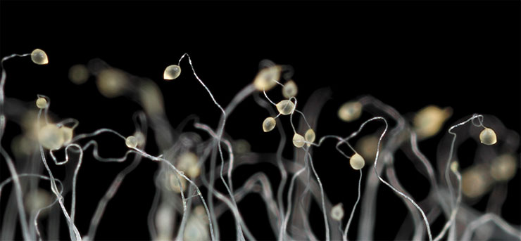 Mature fruiting bodies of D. discoideum slime mould. © CC BY-SA 4.0 /Usman Bashir Mature fruiting bodies of D. discoideum slime mould. © CC BY-SA 4.0 /Usman Bashir