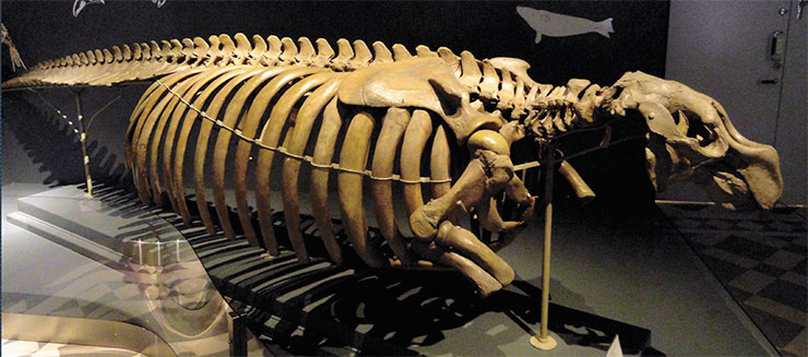 Sea cow, or Steller’s cow (Hydrodamalis gigas), is an extinct marine mammal in the sirenian order, which lived near the Commander Islands. It was discovered in 1741 by Bering’s expedition and described in detail by the naturalist and expedition doctor G. W. Steller. Above: Skeleton of a sea cow in the Museum of Natural History (Helsinki, Finland). Public Domain Dedication Sea cow, or Steller’s cow (Hydrodamalis gigas), is an extinct marine mammal in the sirenian order, which lived near the Commander Islands. It was discovered in 1741 by Bering’s expedition and described in detail by the naturalist and expedition doctor G. W. Steller. Above: Skeleton of a sea cow in the Museum of Natural History (Helsinki, Finland). Public Domain Dedication