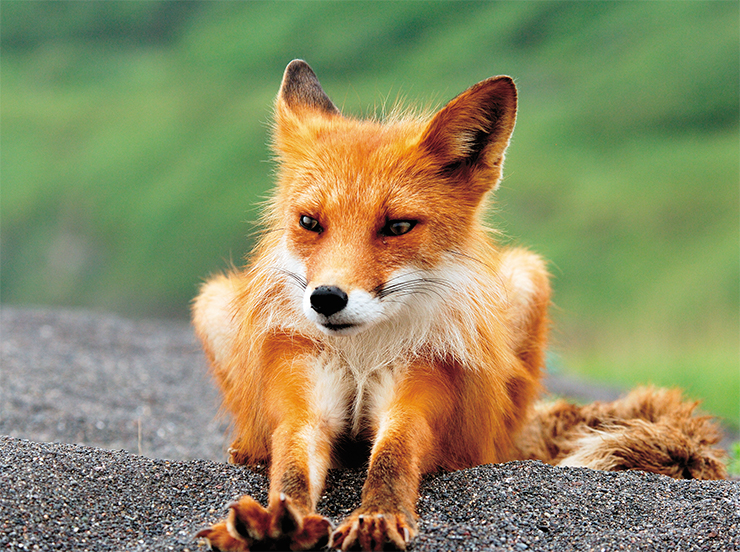 Foxes of the Kronotsky Reserve are distinguished for their bright color and big size. They are common everywhere but are especially numerous in the offshore zone, their favorite area for burrowing. The red foxes have got used to human presence and can approach field stations and cordons Foxes of the Kronotsky Reserve are distinguished for their bright color and big size. They are common everywhere but are especially numerous in the offshore zone, their favorite area for burrowing. The red foxes have got used to human presence and can approach field stations and cordons