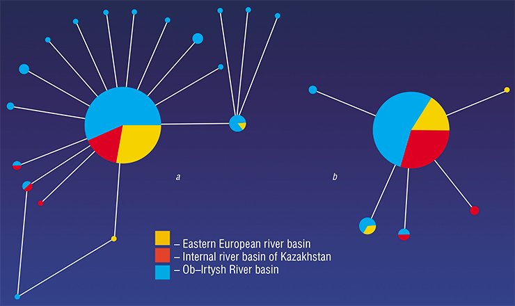 Genetic similarity between different geographically isolated O. felineus populations was assessed using two mitochondrial genetic markers: (a) cox1 and (b) ITS1. As has been shown, this species is rather genetically uniform over the entire distribution area: over 70 % of the sets of single nucleotide polymorphisms (in figure, central circle) are present in all examined populations without any exception. The remaining polymorphisms (in figure, small circles) account for less than one-third and may occur in individual populations