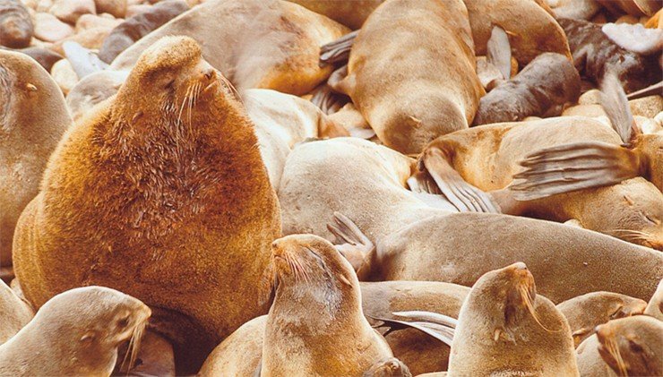 Морские котики на о. Беринга. Фото У. Ванхофа