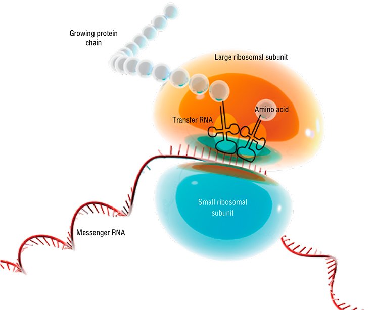 Molecular structure of the large ribosomal subunit in the cell of higher organisms