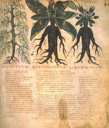 Рисунок и описание мандрагоры – иллюстрация из рукописи VII в. De Materia Medica древнегреческого военного врача Педания Диоскорида. Национальная библиотека (Неаполь). Public Domain