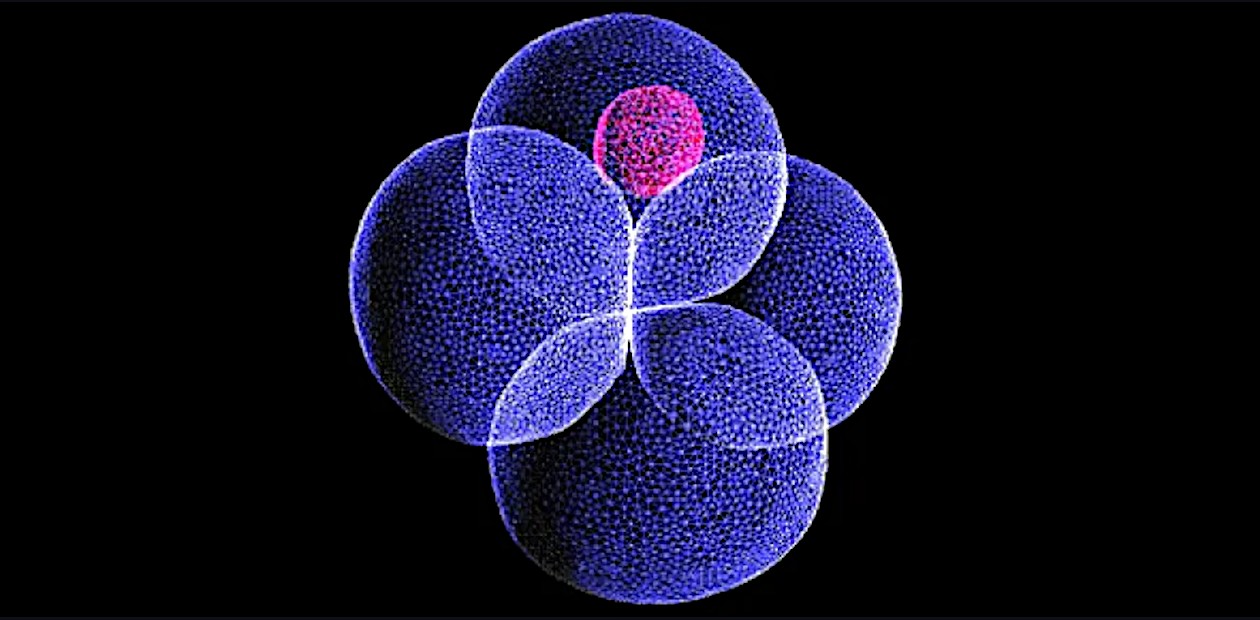Эмбрион человека на стадии 4-х клеток. © Zernick-Goetz lab, University of Cambridge