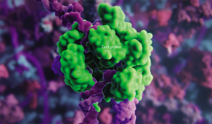 The CRISPR-Cas9 complex includes the so-called guide RNA (gRNA) and the Cas9 protein. This complex recognizes and binds to the region of DNA containing the target gene (protospacer). This is how Cas9 cuts DNA in the precisely defined location. This creates a break in the DNA, where the necessary transgene is inserted. Based on: (Severinov et al., 2016). Above – genetically engineered CRISPR-Cas9 complex cutting DNA strand (Cas9 protein shown in green). A visualization from Visual Science and SkolTech The CRISPR-Cas9 complex includes the so-called guide RNA (gRNA) and the Cas9 protein. This complex recognizes and binds to the region of DNA containing the target gene (protospacer). This is how Cas9 cuts DNA in the precisely defined location. This creates a break in the DNA, where the necessary transgene is inserted. Based on: (Severinov et al., 2016). Above – genetically engineered CRISPR-Cas9 complex cutting DNA strand (Cas9 protein shown in green). A visualization from Visual Science and SkolTech