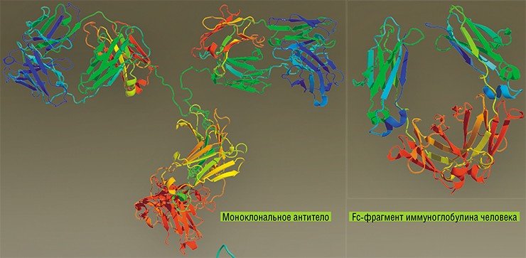 Для лечения аутоиммунных заболеваний создаются так называемые биологические терапевтические средства, направленные против провоспалительных цитокинов, таких как фактор некроза опухолей (TNF). Например, «Infliximab» и «Adalimumab», созданные на основе человеческих моноклональных антител; «Etanercept» – химерный белок, состоящий из TNF-связывающей части клеточных рецепторов и фрагмента иммуноглобулина человека. Эти препараты одобрены для терапии ревматоидного артрита, псориаза и псориатического артрита, а также болезни Крона и язвенного колита. Препараты аналогичного действия могут быть созданы и на основе CrmB – белка вируса натуральной оспы, способного связываться с человеческим фактором некроза опухолей (а). С одной гомотримерной молекулой фактора некроза опухолей связывается три молекулы вирусного белка (б, вид сверху)