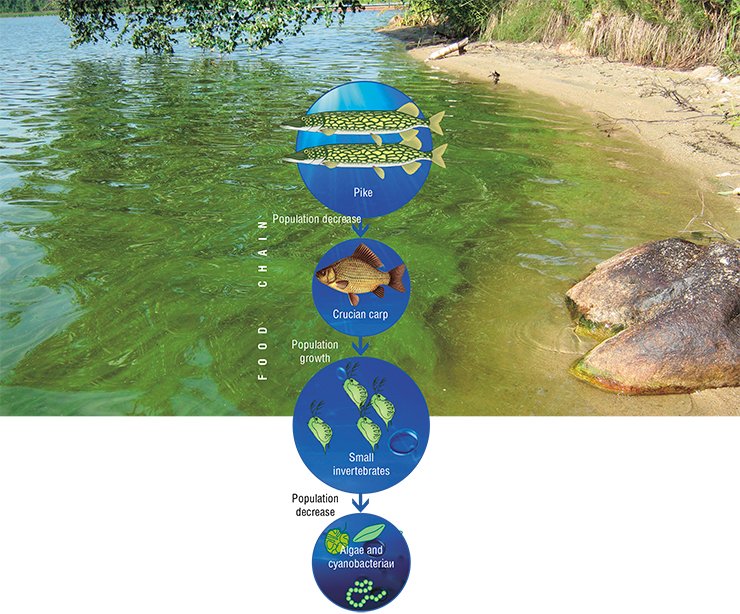 Explosively propagating cyanobacteria, better known as blue-green algae, paint blue-green the “blooming” water of the Kotokel’ Lake. Photo by the courtesy of E. Sorokovikova (Limnological Institute, Siberian Branch, Russian Academy of Sciences, Irkutsk). Manipulating trophic chains in aquatic ecosystems, it is possible to decrease the phytoplankton biomass when a water body starts “blooming”. To attain the effect of a trophic cascade, it is sufficient to increase the population of predators crowning the trophic pyramid. In particular, introduction of the pike into the Bugach Reservoir halved the crucian carp population and eventually arrested the growth of blue-green algae of the genus Microcystis. This allowed for an intensive propagation of the peridinium algae, capable of synthesizing long-chain PUFAs. According to: (Gladyshev et al., 2003, 2004) Explosively propagating cyanobacteria, better known as blue-green algae, paint blue-green the “blooming” water of the Kotokel’ Lake. Photo by the courtesy of E. Sorokovikova (Limnological Institute, Siberian Branch, Russian Academy of Sciences, Irkutsk). Manipulating trophic chains in aquatic ecosystems, it is possible to decrease the phytoplankton biomass when a water body starts “blooming”. To attain the effect of a trophic cascade, it is sufficient to increase the population of predators crowning the trophic pyramid. In particular, introduction of the pike into the Bugach Reservoir halved the crucian carp population and eventually arrested the growth of blue-green algae of the genus Microcystis. This allowed for an intensive propagation of the peridinium algae, capable of synthesizing long-chain PUFAs. According to: (Gladyshev et al., 2003, 2004)