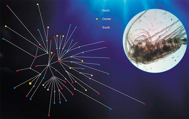 A variant of the median haplotype network built in NETWORK 4.5 on the basis of a COI mtDNA gene fragment of E. baicalensis. The colors indicate the areas of Lake Baikal (northern, central and southern basin) where the samples were taken. The sizes of the circles are proportional to the number of individuals with a corresponding haplotype. Right: a live Epishura baicalensis in the field of view of a microscope A variant of the median haplotype network built in NETWORK 4.5 on the basis of a COI mtDNA gene fragment of E. baicalensis. The colors indicate the areas of Lake Baikal (northern, central and southern basin) where the samples were taken. The sizes of the circles are proportional to the number of individuals with a corresponding haplotype. Right: a live Epishura baicalensis in the field of view of a microscope