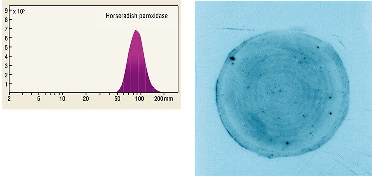 Our united team included people from the Institute of Nuclear Physics, Institute of Chemical Kinetics and Combustion (ICKC), and Institute of Cytology and Genetics. Our major efforts were directed toward improving the technology of laser ablation of proteins in order to extend the capabilities of proteomic (protein) analysis. Irradiating lysozyme and peroxidase enzymes, we obtained aerosol particles whose size corresponded to their molecular weight.For tests of the enzymatic activity of peroxidase, aerosol molecules of the enzyme were collected on a filter, and our partners from ICKC performed histochemicial coloration of the sample (using the BioRad method). The result was that the enzyme reacted with the dye which gives a qualitative reaction only to a “working” enzyme molecule!The results of the experiments have provided convincing evidence that the sub-millimeter laser radiation does not lead to destruction of complex protein molecules and their enzymatic activity is preserved. Our united team included people from the Institute of Nuclear Physics, Institute of Chemical Kinetics and Combustion (ICKC), and Institute of Cytology and Genetics. Our major efforts were directed toward improving the technology of laser ablation of proteins in order to extend the capabilities of proteomic (protein) analysis. Irradiating lysozyme and peroxidase enzymes, we obtained aerosol particles whose size corresponded to their molecular weight.For tests of the enzymatic activity of peroxidase, aerosol molecules of the enzyme were collected on a filter, and our partners from ICKC performed histochemicial coloration of the sample (using the BioRad method). The result was that the enzyme reacted with the dye which gives a qualitative reaction only to a “working” enzyme molecule!The results of the experiments have provided convincing evidence that the sub-millimeter laser radiation does not lead to destruction of complex protein molecules and their enzymatic activity is preserved.