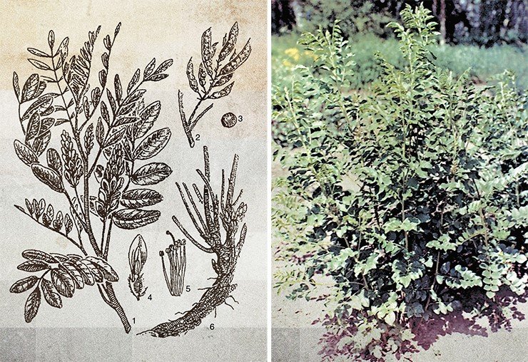 Слева: солодка голая (Clycyrrhiza glabra L.) является основным фармакопейным видом солодок. Достигает в высоту 50—150 см, цветет в мае—июне: 1 – часть побега в фазе цветения; 2 – плоды; 3 – семя; 4 – цветок; 5 – тычинки и пестик; 6 – часть корневища с побегами. По: (Мусаев и др., 1976). Справа: Солодка джунгарская в Центральном сибирском ботаническом саду СО РАН (Новосибирск). Фото Ю. Кабаева