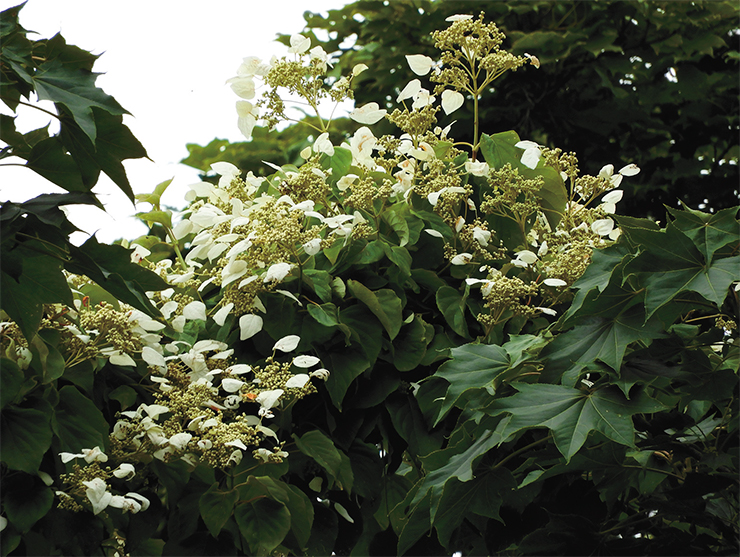 Вскрытостенка гортензиевидная (Schizophragma hydrangeoides) –листопадная деревянистая лиана длиной до 10 м, поднимающаяся по деревьям с помощью воздушных корней. Единственный представитель этого рода, произрастающий в России. Фото Е. Линник