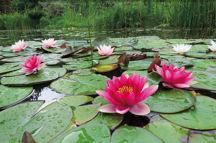 Сортовые кувшинки (род нимфея, Nymphaea) цветут практически все лето, вплоть до заморозков, и могут зимовать в условиях Сибири. Сорт нимфеи «Attraction» с розовыми цветами диаметром до 18 см  был выведен еще в 1910 г. во Франции