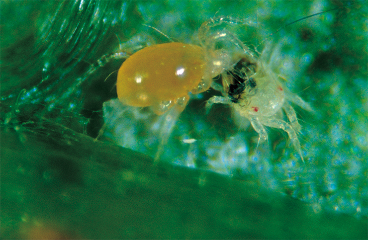 Хищные клещи Phytoseiulus persimilis по своим размерам (0,2–0,8 мм) лишь немногим превышают своих жертв – паутинных клещей. Самки крупнее самцов и имеют более округлую форму. Особи в подвижных фазах окрашены в розово-красный цвет. Яйца отличаются от яиц паутинного клеща более крупными размерами и овальной формой. Вверху – фитосейулюс атакует паутинных клещей. © Scarab Solutions, фото Nigel Cattlin Хищные клещи Phytoseiulus persimilis по своим размерам (0,2–0,8 мм) лишь немногим превышают своих жертв – паутинных клещей. Самки крупнее самцов и имеют более округлую форму. Особи в подвижных фазах окрашены в розово-красный цвет. Яйца отличаются от яиц паутинного клеща более крупными размерами и овальной формой. Вверху – фитосейулюс атакует паутинных клещей. © Scarab Solutions, фото Nigel Cattlin