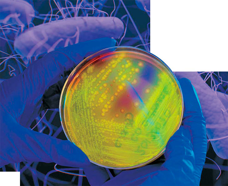 Бактерии Clostridium difficile: одиночные клетки и колонии. При освещении длинноволновым УФ-излучением колонии флуоресцируют характерным желто-зеленым свечением. Public domain / CDC / Antibiotic Resistance Coordination and Strategy Unit/Jennifer Oosthuizen и CDC / James Gathany