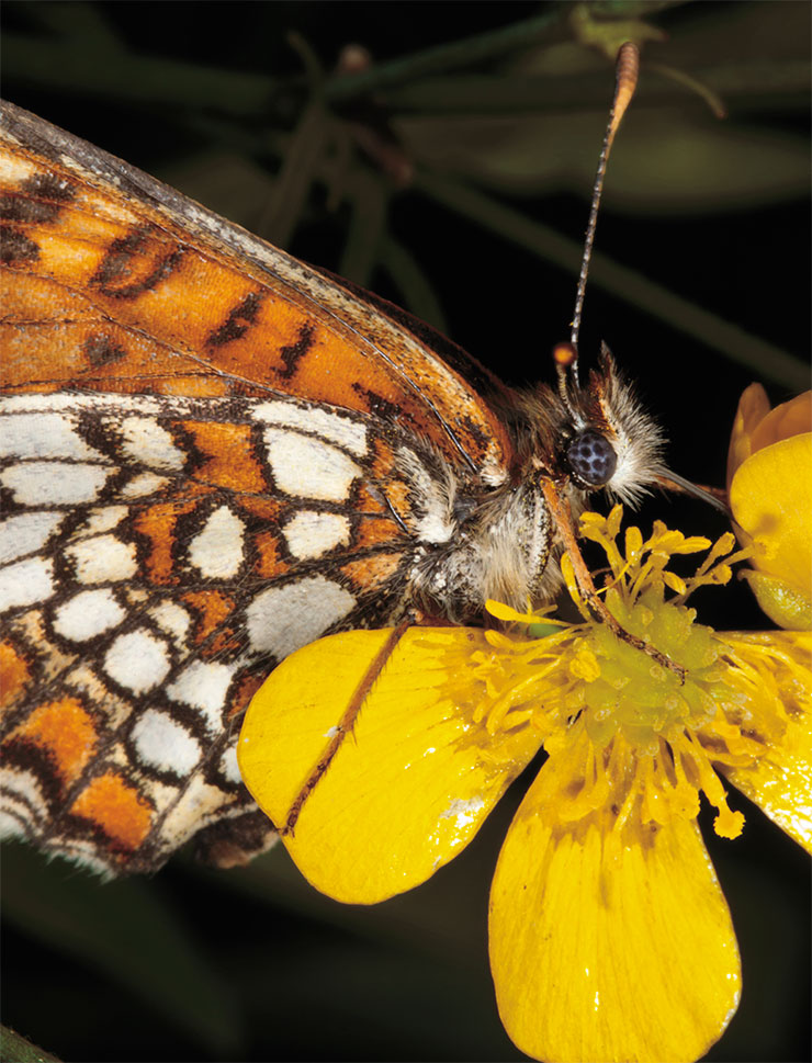 All facets in the compound eyes of Lepidoptera can usually perceive both normal and polarized light. The photo shows a brush-footed butterfly of the genus Melitaea