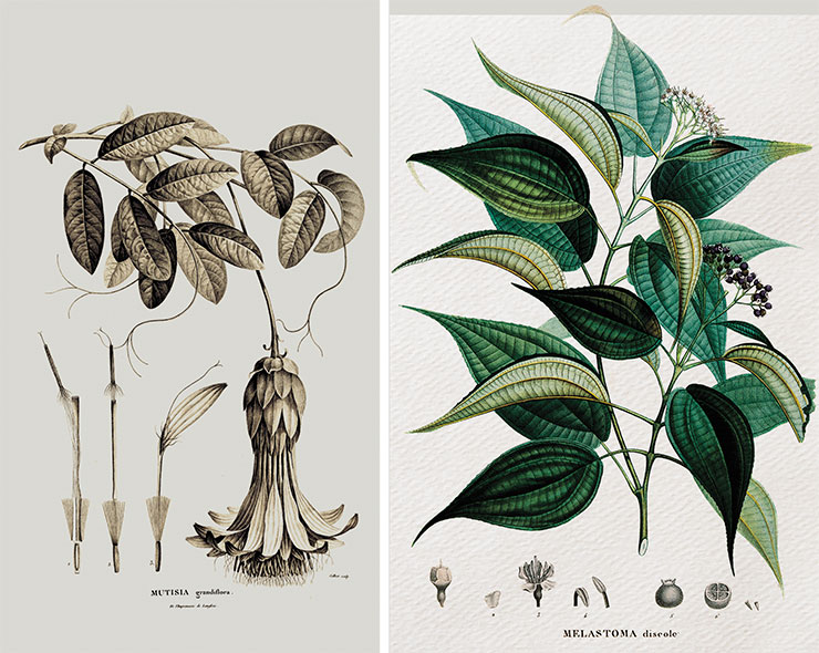 Слева – Мутизия грандифлора (Mutisia grandiflora) – многолетнее цветковое растение из Южной Америки. Иллюстрация из многотомного труда А. Гумбольдта и Э. Бонплана с сокращенным названием Plantae aequinoctiales («Экваториальные растения», 1808). © CC BY 2.0/ Mann Library. Справа – Меластома бесцветная (Tetrazygia discolor). Иллюстрация из труда А. Гумбольдта и Э. Бонплана Monographie des melastomac... («Монография Melastomaceae, включающая все растения этого отряда, собранные на сегодня, в частности, в Мексике, на острове Куба, в провинциях Каракас, Кумана и Барселоне, в Андах Новой Гранады, Кито и Перу, а также на берегах Рио-Негро, Ориноко и река Амазонка», 1816–1823). Гравюра Л. Букета по рис. А. Пуато. © CC BY 4.0/ Wellcome Collection