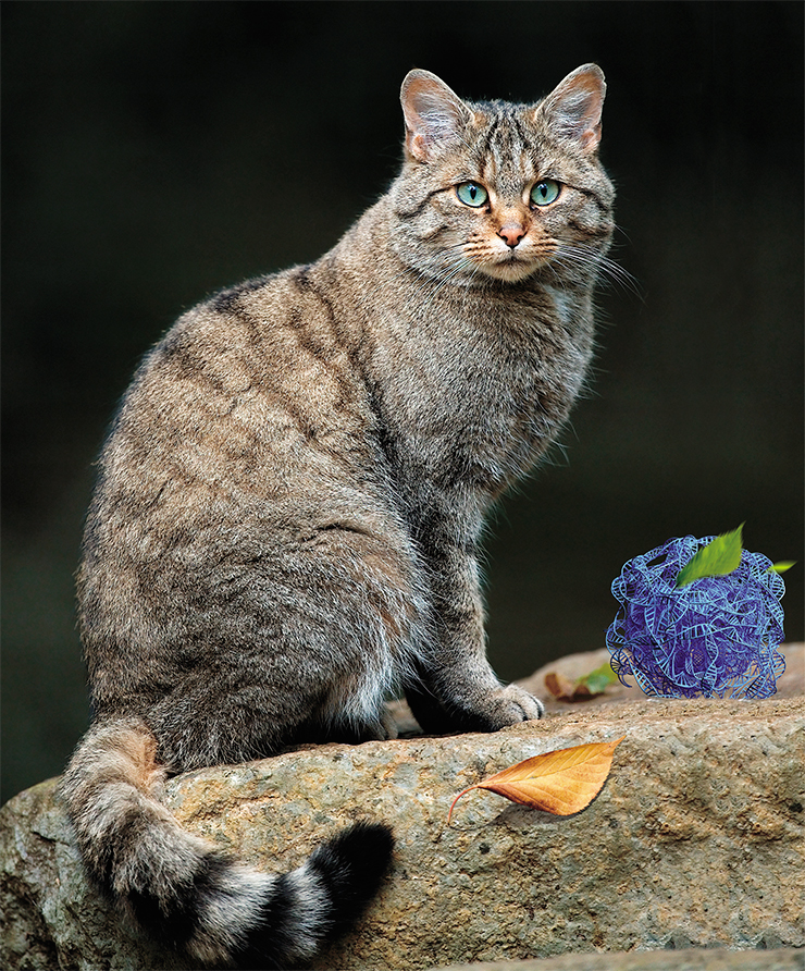 The European wild cat (Felis silvestris silvestris) is one of the extant wild relatives of the domestic cat. © Lviatour The European wild cat (Felis silvestris silvestris) is one of the extant wild relatives of the domestic cat. © Lviatour