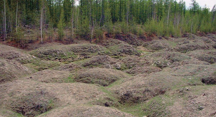 Байджерахи – так по-якутски называются бугры округлой формы, останцы вечной мерзлоты, возникающие вследствие вытаивания из ископаемого льда глинистого материала Байджерахи – так по-якутски называются бугры округлой формы, останцы вечной мерзлоты, возникающие вследствие вытаивания из ископаемого льда глинистого материала