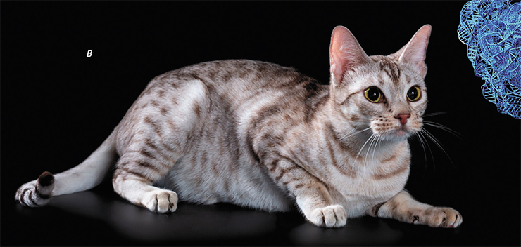 Ген Тa (Tabby) обеспечивает чередование светлых и темных зон на поверхности тела животного. При его нормальной работе формируется тигровый окрас (а). Мутации гена Та приводят к развитию мраморного окраса (б). Гены-модификаторы разбивают тигровые полоски на пятна (в). а – © angel_s20 – stock.adobe.com. б – © Aleksand Volchanskiy – stock.adobe.com. в – Владелец Е. Малышева. Питомник Candidu et Malysheva (Челябинск)