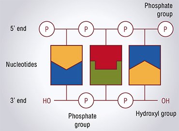 Typically, DNA consists of two strands, each made of elements, nucleotides, connected via a phosphate group. There are four kinds of nucleotides; the nucleotides belonging to different strands bind each other according to the complementarity principle (as a key and a lock). The ends of a linear DNA strand are chemically different, one referred to as the 5’ end and the other, as 3’ end. As a Russian text is read from left to right, a DNA sequence is “read” from the 5’ end to 3’ end