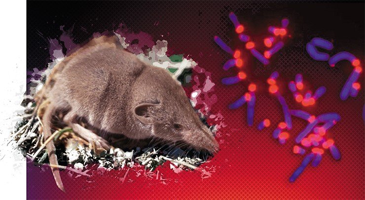 Бурозубка иберийская (Sorex granarius) и ее хромосомы с теломерами, окрашенными в красный цвет (флуоресцентная гибридизация in situ (FISH)). Видно, что теломеры значительно отличаются на разных концах хромосомы. По: (Zhdanova et al., 2007) Бурозубка иберийская (Sorex granarius) и ее хромосомы с теломерами, окрашенными в красный цвет (флуоресцентная гибридизация in situ (FISH)). Видно, что теломеры значительно отличаются на разных концах хромосомы. По: (Zhdanova et al., 2007)