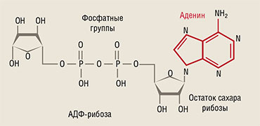 Поли(АДФ)рибоза (ПАР, PAR) относится к нуклеиновым кислотам. Этот биополимер состоит из нуклеотида одного типа – остатков АДФ-рибозы (вверху), в структуру которой входит азотистое основание аденин, также входящий в состав РНК и ДНК Поли(АДФ)рибоза (ПАР, PAR) относится к нуклеиновым кислотам. Этот биополимер состоит из нуклеотида одного типа – остатков АДФ-рибозы (вверху), в структуру которой входит азотистое основание аденин, также входящий в состав РНК и ДНК