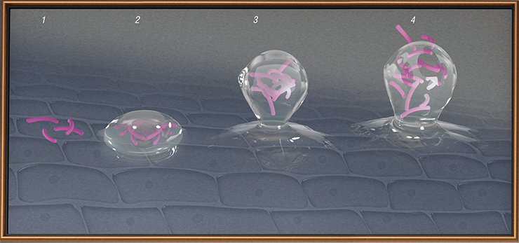 The life cycle of a biofilm has several stages: initial attachment of microorganisms to the surface (adhesion) (1); fixation (stable binding) with secretion of extracellular polymers (2); maturation, i. e. the accumulation of nutrients in the colony and commencement of cell division (3); and dispersion, i. e. discharge of microorganisms off the biofilm surface to form new colonies (4)