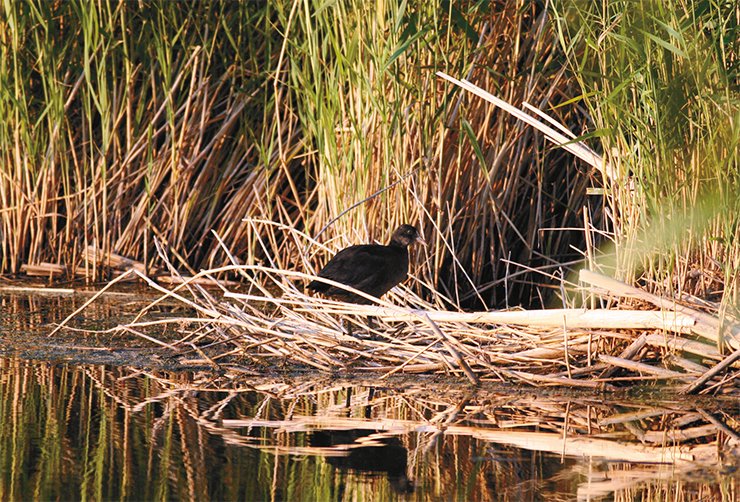 Молодая лысуха (Fulica atra) в тростниковых зарослях оз. Чаны