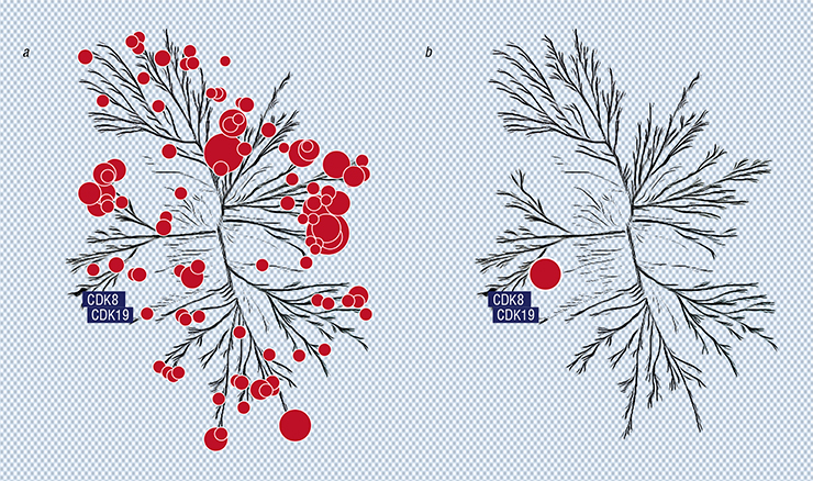 This panel of kinases – enzymes regulating the stability and activity of many proteins – shows their suppression by chemical inhibitors of transcription induced by DNA damage. The best inhibitor (SNX14), discovered through high-throughput screening, blocks multiple kinases (a). SNX2-1-108, obtained as the result of chemical modification, blocks only two kinases – CDK8/19 (b). These are the enzymes that take part in transcriptional reprogramming of damaged cancer cells. Inhibited kinases are marked in red (Porter et al., 2012). Image courtesy: PNAS