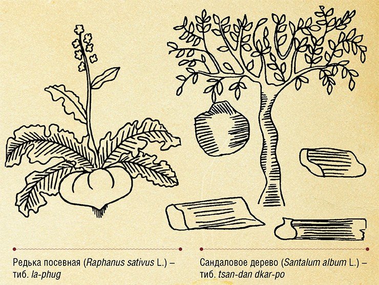 Спектр лекарственных средств, применяемых в тибетской медицине, необычайно широк. В лечебных целях использовалось огромное множество растений: от обычных огородных, таких как редька посевная и репа, до экзотического сандалового дерева. Штриховые рисунки из трактата «Дзейцхар мигчжан». Центр восточных рукописей и ксилографов ИМБТ СО РАН