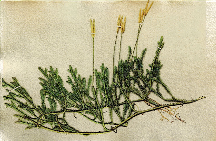 Common clubmoss (Lycopodium clavatum), a spore-bearing evergreen plant in the clubmoss family. A powder from its spores has long been used to treat diaper rash in babies. Herbarium of the Central Siberian Botanical Garden, Siberian Branch, Russian Academy of Sciences (Novosibirsk) Common clubmoss (Lycopodium clavatum), a spore-bearing evergreen plant in the clubmoss family. A powder from its spores has long been used to treat diaper rash in babies. Herbarium of the Central Siberian Botanical Garden, Siberian Branch, Russian Academy of Sciences (Novosibirsk)